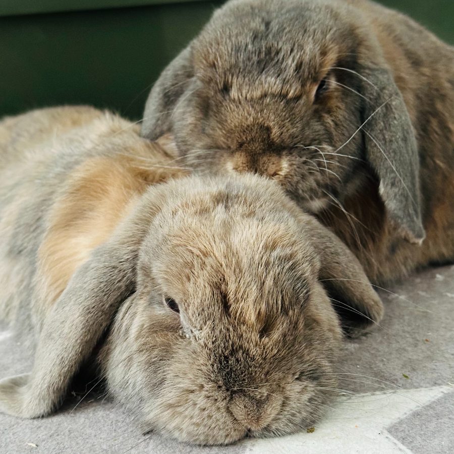 Benji and Bonnie, Sue’s two lop-eared house rabbits, dozing together