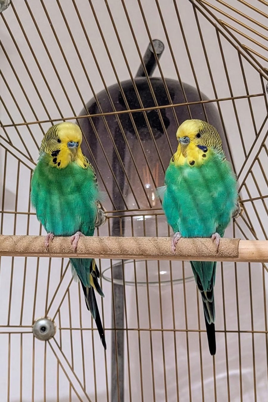 Two green and yellow budgies perched in their cage