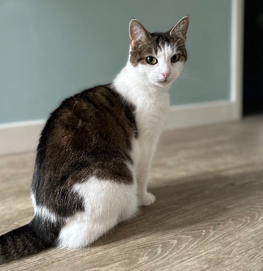 A brown and white cat sitting calmly at home during a pop-in visit