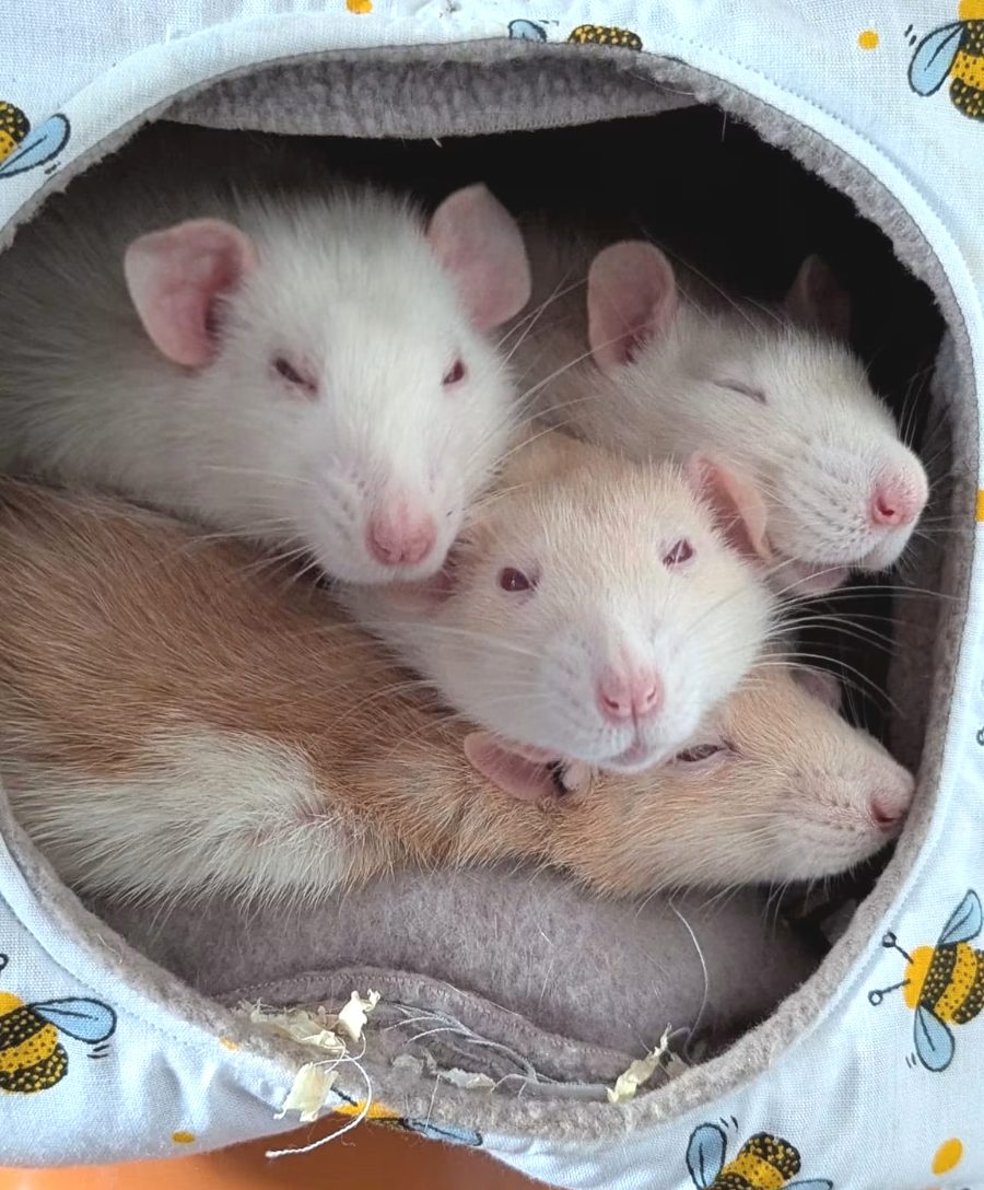 Four pet rats curled up asleep together in a fleece bed
