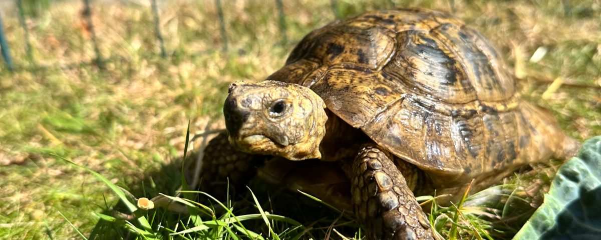 Tilly the tortoise out on the grass in the sunshine
